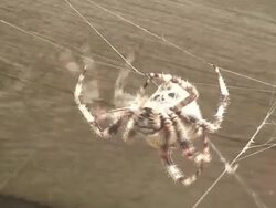 Fat spider Stock Footage