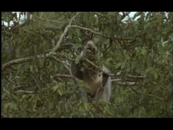 Langur Monkey (Semnopithecus sp.) in tree eating small fruit, Nagarahole National Park, India Stock Footage