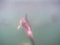 small pod of Common dolphins (Delphinus sp.) weave right to left in front of and past camera then small red bait ball passes close up on right of frame.. Gibraltar, Mediterranean Stock Footage