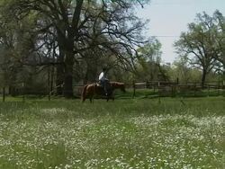Close up of moving cow. Stock Footage