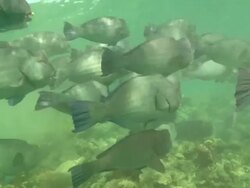 Bumphead Parrot fish school swim away over reef, Borneo, Malaysia, Southeast Asia Stock Footage