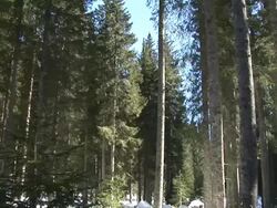 HD: Spruce trees in winter Stock Footage