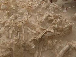 MS Bones in archaeological site / Western Cape, South Africa Stock Footage