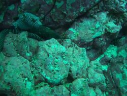 Snake eel, Costa Rica, Pacific Ocean  Stock Footage