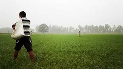 Farmer Spreads fertilizers in the Field of Wheat Plants Stock Footage