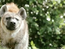 Hyena Stock Footage