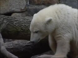 Berlin zoo ends star polar bear's appearances with keeper News Clip