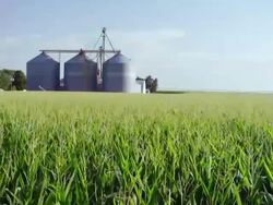 Wide angle large field of corn with tassels waving in breeze and grain storage bins in background Stock Footage