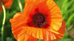 Bee working on a red poppy Stock Footage