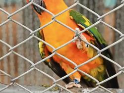 Colorful Parrot In The Cage Stock Footage
