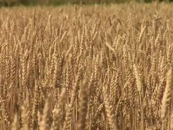 HD: Field of wheat Stock Footage