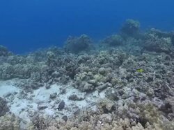 MS Coral reef / Hawaii, United States Stock Footage