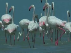 Greater Flamingoes (Phoenicopterus roseus) walking away from camera, South India Stock Footage