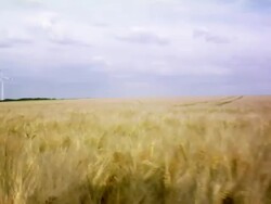 Field (HD1080) Stock Footage