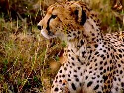 CU TU TS Shot of siting cheetah getting up with walking away and again siting near baby cheetah / Masai Mara, Kenya Stock Footage