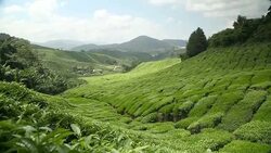 Tea plantation in Cameron Highlands Pahang Stock Footage