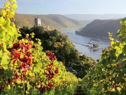 WS Vineyards and Gutenfels castle on hill overlooking valley river and countryside / Kaub, Germany Stock Footage