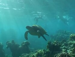 Tropical Sea Turtle High Definition (HD) saved highest quality. Stock Footage