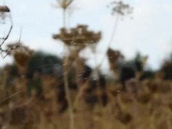 Argiope Lobata spider eraps prey on web Stock Footage