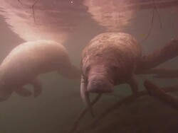 Manatees rest near branches, Florida, North Atlantic Ocean  Stock Footage