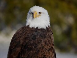 bald eagle medium shot Stock Footage