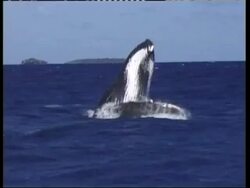WA Humpback Whale, Megaptera novaeangliae, breaching above the water, Tonga Stock Footage