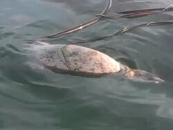 Dead Seal mammal shark attack orca bite killer whale sea Stock Footage