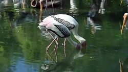 Painted Stork in Pond Stock Footage