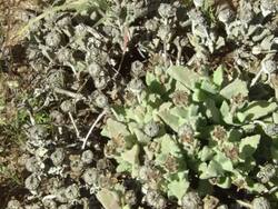 MS Shot of Flower or seed capsule surrounded by succulent leaves / Namaqualand, Northern Cape, South Africa Stock Footage