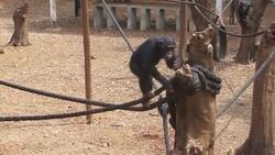 CLEAN : Sierra Leone chimps back in swing as Ebola retreats News Clip