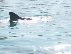 Dolphin swimming Stock Footage