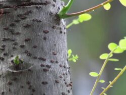 ï»¿New life on tree was cut. Stock Footage