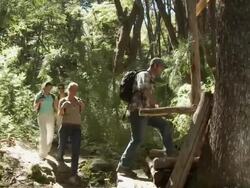 Hikers in forest walking across bridge Stock Footage