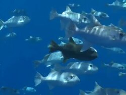 MS Schooling fish in blue water / Hawaii, United States Stock Footage