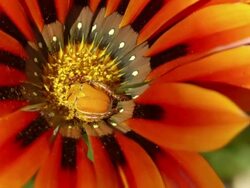 CU ZI Shot of Pollen covered monkey beetle in the centre of an orange gazania flower / Namaqualand, Northern Cape, South Africa Stock Footage