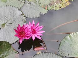 Lotus pink pair. Stock Footage