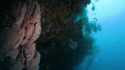 Colorful red soft coral in reef of Raja Ampat Stock Footage