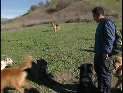 RR0227/C  USA: Dog Whisperer News Clip