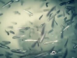 Small Fishes Swimming in Aquarium Stock Footage