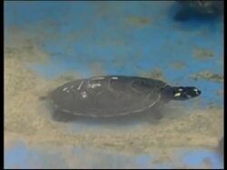 Welfare group exposes black market trade News Clip