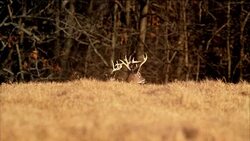 A large white tailed buck deer with antlers runs bounds away from camera in a farmer's field. Stock Footage