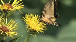 What does "biotic" mean? Instructional Video