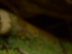 dolly : fern on tree Stock Footage