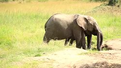 Elephants drinking and playing with water-01/13 Stock Footage
