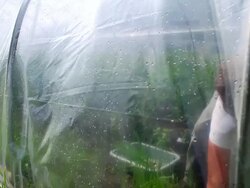 MS SLO MO Shot of Young farmer harvesting produce in green house, through plastic walls / Chatham, Michigan, United States Stock Footage