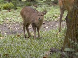 fawn is alert and look. Stock Footage