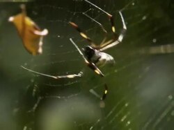 Close up; spider clears leaf from web Stock Footage