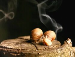 Smoking snails - HD Stock Footage