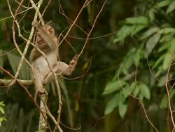 Young monkey scratch herself. Stock Footage