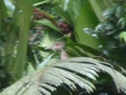 Shy bird on palm Stock Footage